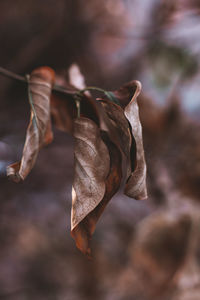 Close-up of dried leaves