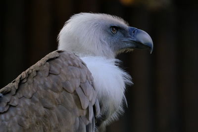 Close-up of griffin vulture 