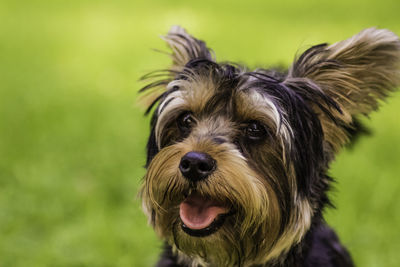 Close-up portrait of dog