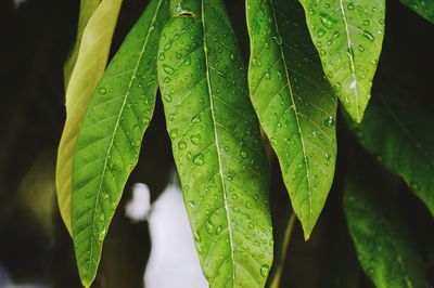 Close-up of wet leaf