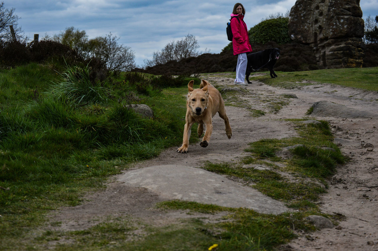 FULL LENGTH OF DOG WALKING ON GRASS