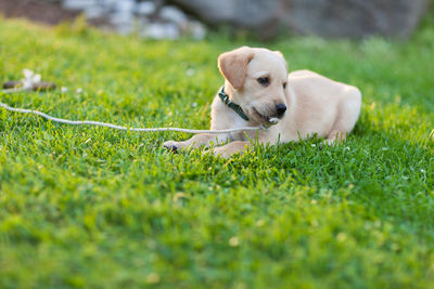 Dog sitting on grass
