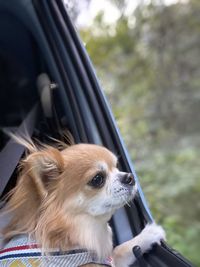 Dog looking through window