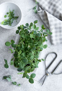 Peas micro greens on wooden table. healthy lifestyle