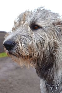 Close-up of pig against sky