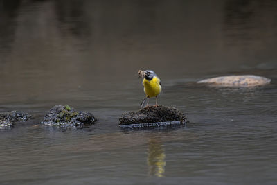 Bird perching on a lake