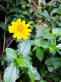 Close-up of yellow flowers blooming outdoors