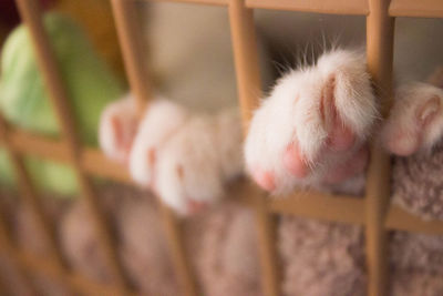 Close-up of cat legs in cage