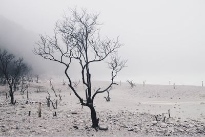 Bare trees on field