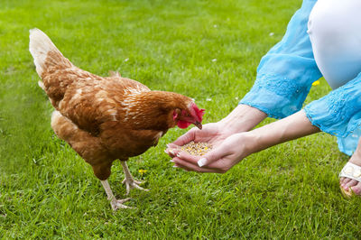 Low section of woman feeding hen on field