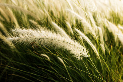 Close-up of wheat field