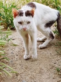 Portrait of white cat on field