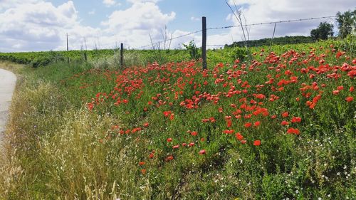 Red poppy flowers in field