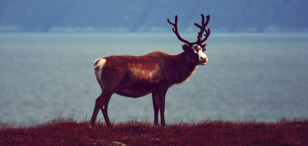 Side view of moose standing on field against lake