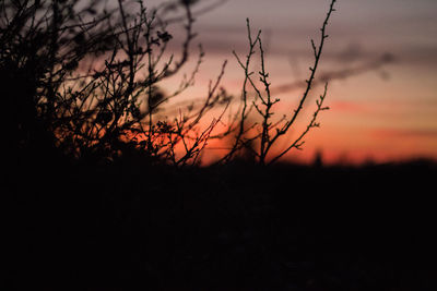 Silhouette trees against sky during sunset