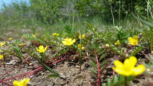 Close-up of yellow flowers blooming in field