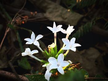 Close-up of white flowers blooming outdoors