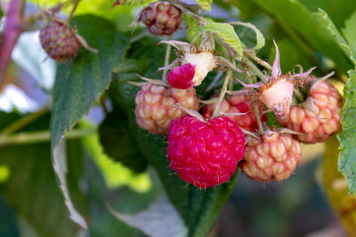 Close-up of strawberries growing on plant