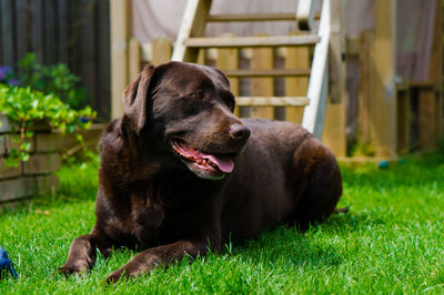 Close-up of dog sitting on grass