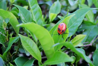 Close-up of ladybug on plant