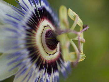 Close-up of purple flowering plant