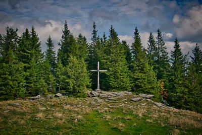 Pine trees in forest against sky