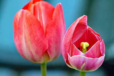 Close-up of pink tulip