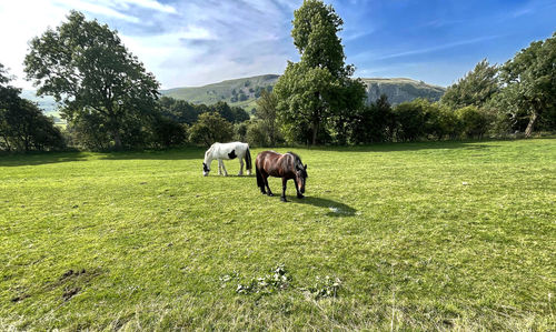 Brown and white horse in a large pasture, with trees and near kilnsey crag,  conistone, kilnsey, uk