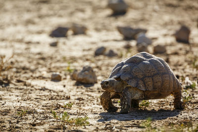 Close-up of turtle on field