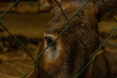 Close-up of horse