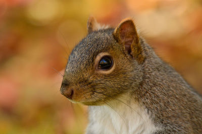 Close-up of squirrel