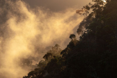 Low angle view of silhouette trees against sky at sunset