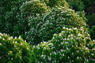 View of flowering plants in park