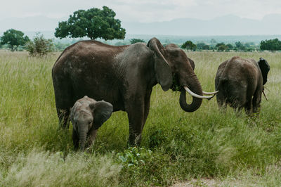 A family of african elephants grazing in mikumi national park