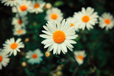 Close-up of white flowering plants