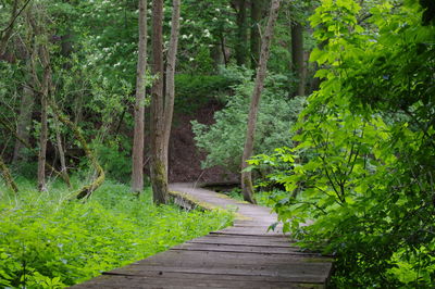 Footpath amidst trees in forest