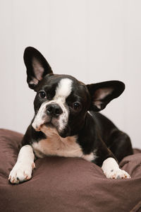 Portrait of dog resting on floor at home