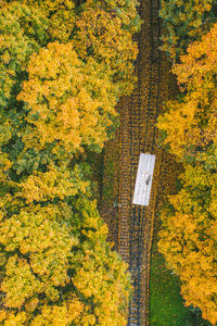 Yellow flowers on tree trunk during autumn