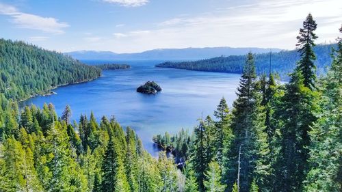 Scenic view of pine trees against sky