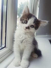 Portrait of cat sitting on window sill at home