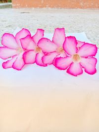 High angle view of pink roses on sand