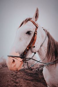 Close-up of a horse