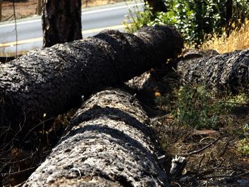 Close-up of two animals on tree trunk