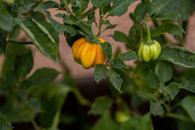 Close-up of orange growing on plant