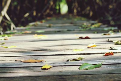 Close-up of leaves fallen on footpath