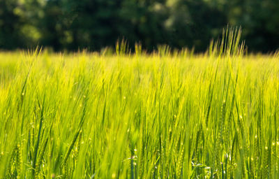 Close-up of crop growing on field