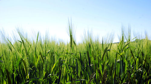 Close-up of wheat field against clear sky