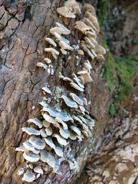 Close-up of mushrooms growing on tree trunk