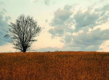 Trees on field against cloudy sky