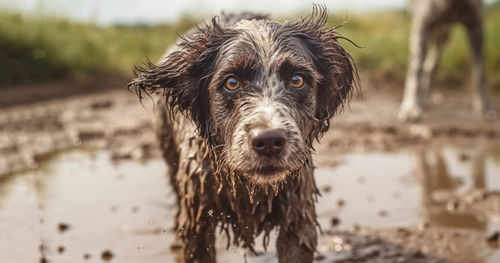 Close-up of dog